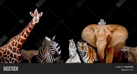 Group Animals Together On Black Image & Photo | Bigstock