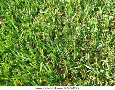 Green Grass Texture Backgroundgrass Texture Stock Photo 1424764295 ...