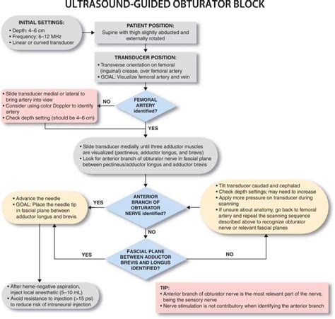 Ultrasound-Guided Obturator Nerve Block | Anesthesia Key