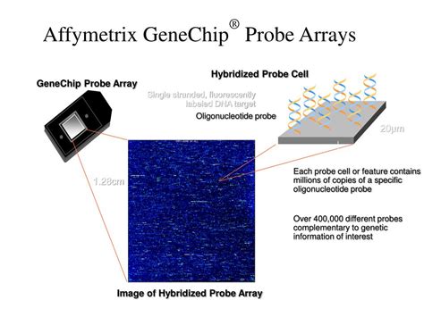 PPT - Lo w -Level Analysis of Affymetrix Data PowerPoint Presentation, free download - ID:1356103