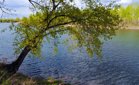 Tree Over The River Free Stock Photo - Public Domain Pictures