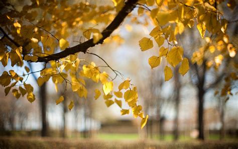 Wallpaper Trees, yellow leaves, autumn, blur, nature 1920x1200 HD ...
