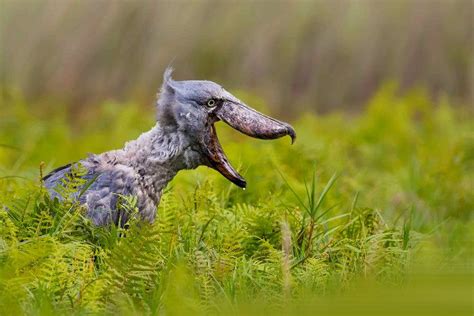 17 Amazing Facts About the Shoebill Stork: Sound, Size, Diet & More | Shoebill, Shoebill stork ...