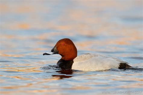 Common pochard 1 • Tobias Hjorth Nature Photographer