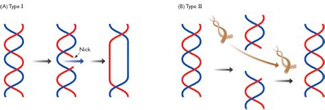 Topoisomerase Class II: The Beauty of Topoisomerase II