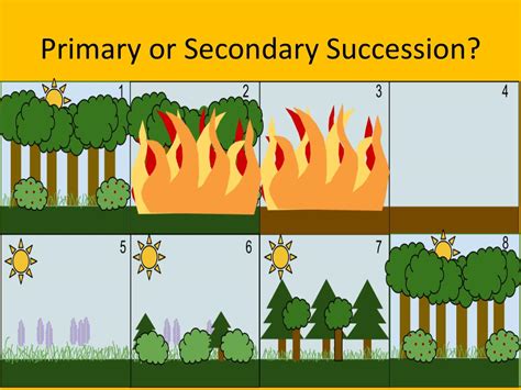 PPT - Examining the Stages in Ecological Succession PowerPoint Presentation - ID:2656949