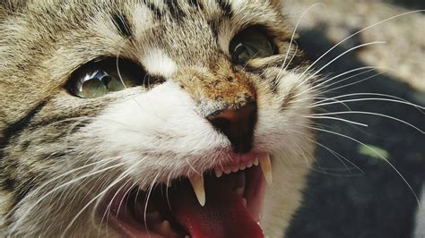 10 fascinating things to know about cat teeth | PetsRadar