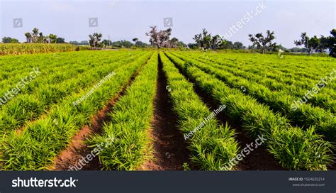 14,781 Ginger Field Images, Stock Photos & Vectors | Shutterstock