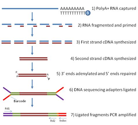 RNA-seq Using Next Generation Sequencing