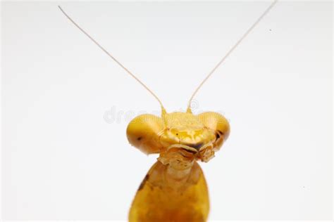 Yellow Praying Mantis On White Background Stock Photo - Image of leaves ...