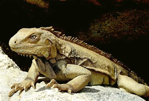 iguana, caribbean, reptile, scale, lizard, head, claw, creature, iguana brown, nature, scaly ...