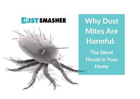 Why Dust Mites Are Harmful: The Silent Threat in Your Home - Dust Smasher