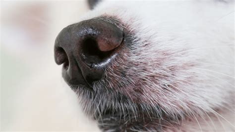 Will Dog Whiskers Grow Back? Tips for Regrowth – PawSafe