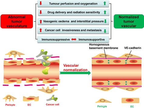 Frontiers | Vascular Normalization: A New Window Opened for Cancer Therapies