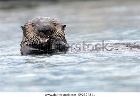 Northern Sea Otter Eating Prey Stock Photo 592324811 | Shutterstock