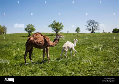 Amish farms in rural pennsylvania hi-res stock photography and images - Alamy