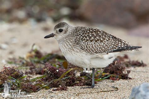 Juvenile Grey Plover in non-breeding plumage photo - Ingo Waschkies photos at pbase.com