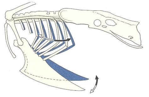 anatomy – WildLIFE