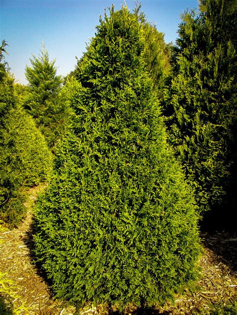 Thuja Trees for Sale Online | Green Giant Arborvitaes | The Tree Center