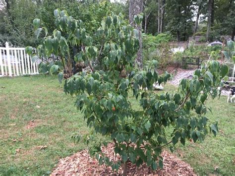 Great Escape Farms Harvesting Cornus Kousa Dogwood Fruit - Great Escape ...