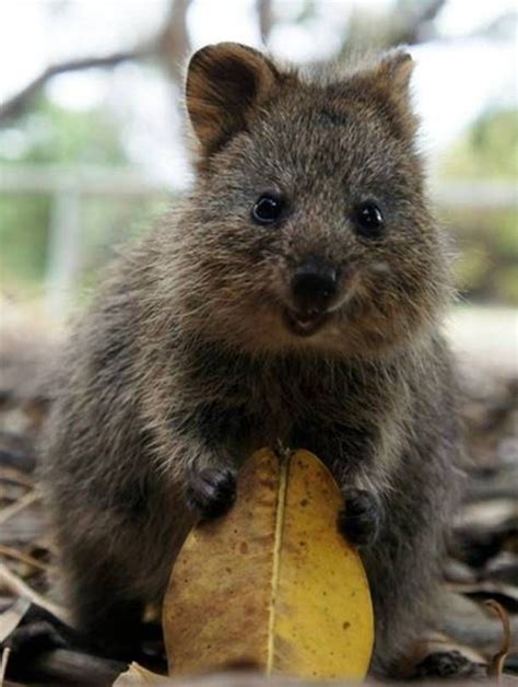 Quokka Australian Mammals - Pets Lovers