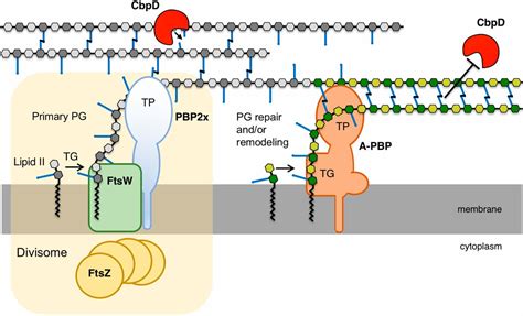 Class A PBPs have a distinct and unique role in the construction of the pneumococcal cell wall ...