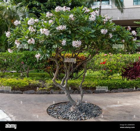 Beautiful plumeria pink pudica tree in bloom at a resort on west Oahu ...