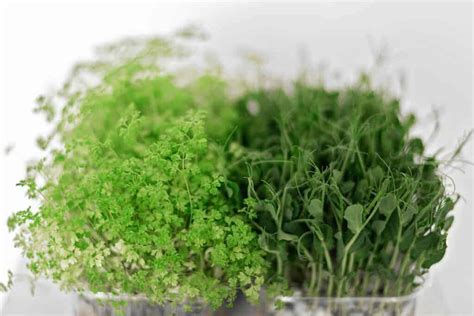 15 Microgreen Kits & Indoor Gardens To Save Money (Ranked)