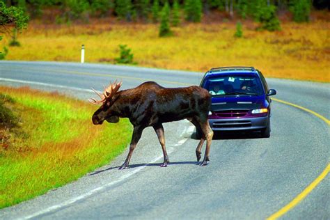 Mazda MX-30 and CX-30 Pass the Moose Test - The News Wheel