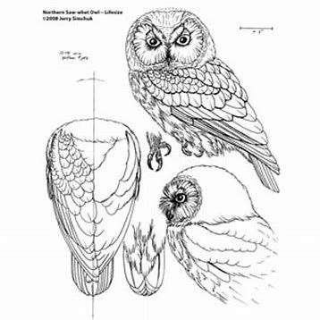 Image result for Owl Carving Patterns | Wood carving patterns, Bird ...