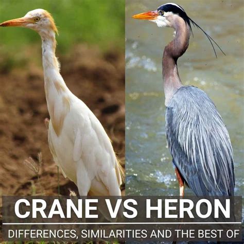 Crane Vs Heron - Differences And Similarities