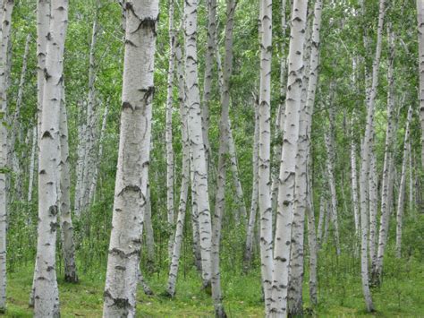 birch, WHITE BIRCH hardwood (excellent firewood) TREE 275 seeds! GroCo ...