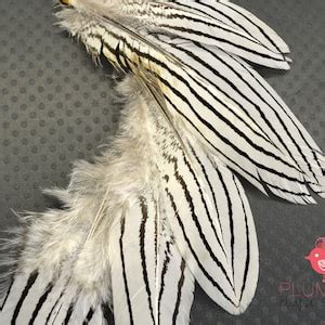 12 Pcs SILVER PHEASANT Feathers, Select Grade, Zebra, Stripes, Exotic Feathers 6A - Etsy