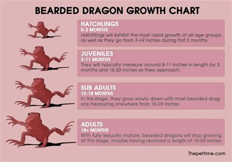 How Big Can a Bearded Dragon Get? Complete Guide