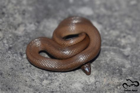 Rough Earthsnake (A Guide to Snakes of Southeast Texas) · iNaturalist