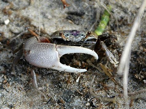 Fishermans Island National Wildlife Refuge, a Virginia nwildlife located near Norfolk, Virginia ...