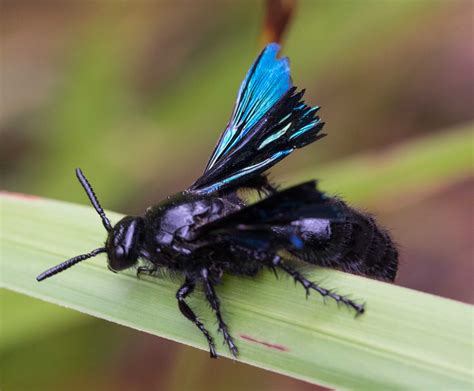 Black Flower Wasp Australia Sting | Best Flower Site