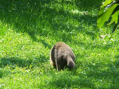 Groundhog Tail | Jennifer and Edward Grimes | Flickr