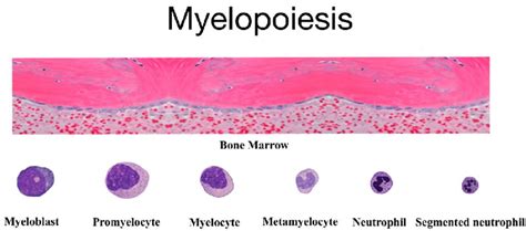 Myelopoiesis-Neutrophil development in the bone marrow. | Download ...