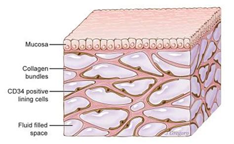 Overlooked Organ-Like Structure in Human Body Found to Have Unique Functions