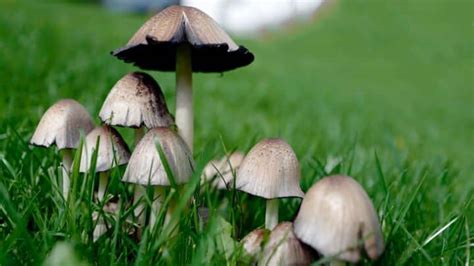 Inky Cap Mushrooms: Identification, Foraging, and Cooking - Mushroom Appreciation