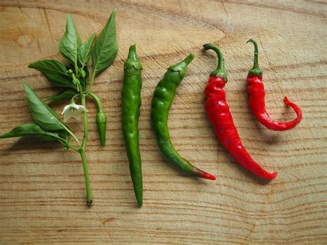 100,000+ Free Green Chili & Chili Images - Pixabay