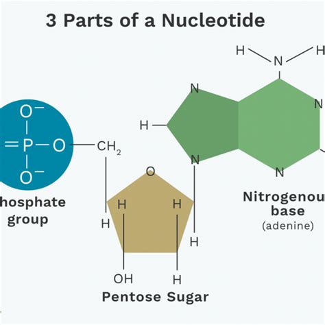 Nucleotide Structure Diagram Labeled How Do You Draw A Nucle