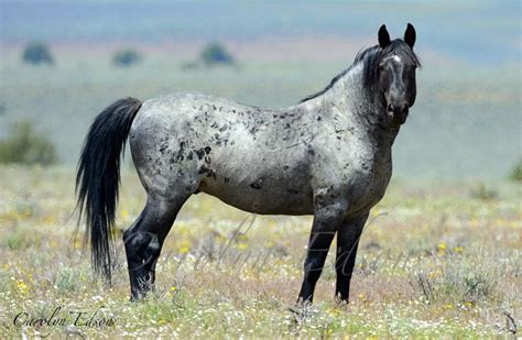 Beautiful blue roan wild stallion | Mustang horse, Wild horses, Horses