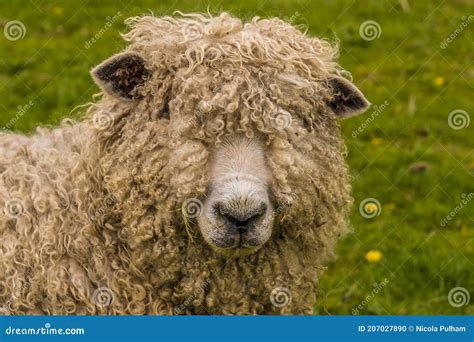 A Wooly Sheep Portrait beside the River Trent at Fledborough ...