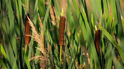 How To Successfully Grow And Care For Cattail Plants