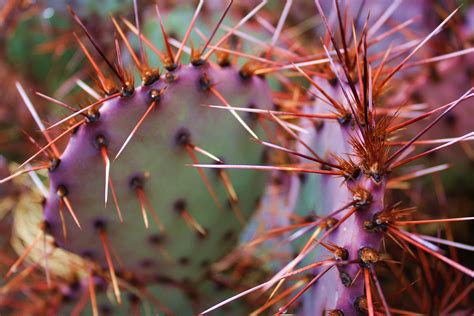 Purple Prickly Pear Cactus