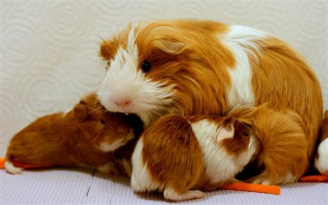 Guinea Pig and her newborn babies | Our foster guinea pig fr… | Flickr