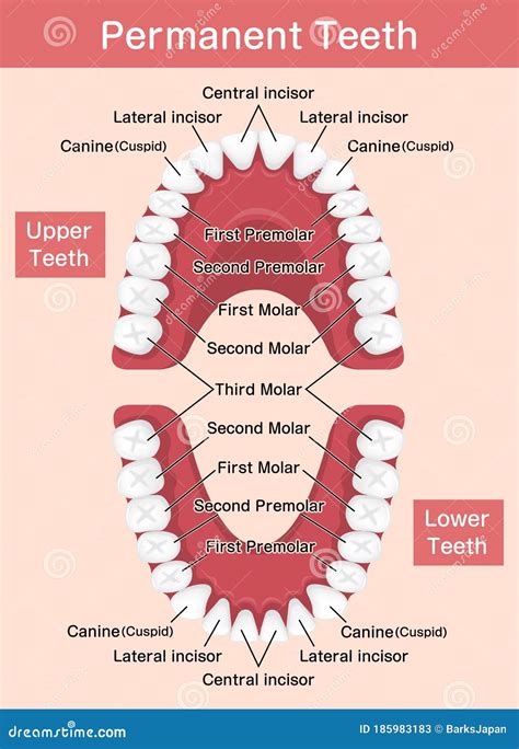 A Dentists Chart Of The Layout Of Human Teeth Stock Illustration | Images and Photos finder