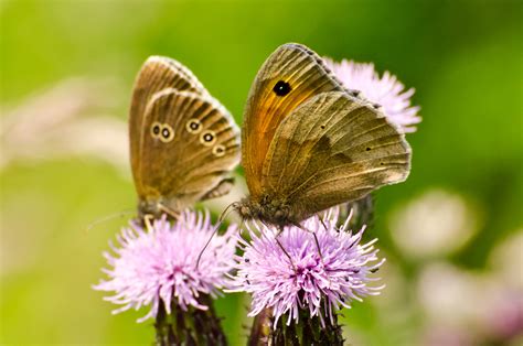 Butterfly Free Stock Photo - Public Domain Pictures